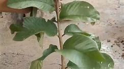 A tree produces Apples and Guava, using simple planting methods. #rose #rose_flowers #different_color_petals_rose_flowers #dahlia_flowers #gardening #Growing #Planting #FlowerPlant #Anthurium #plantingroots #roses | Cooking4wife