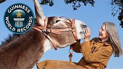 World's Tallest Donkey - Guinness World Records - Guinness World Records