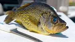 How To Fillet Crappie! BEST Way!