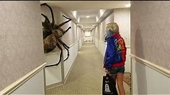 World's largest Spider Ever