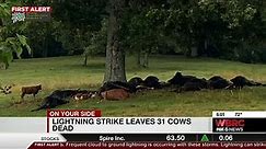 31 cows struck, killed by lightning in Cullman County