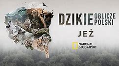 Jeż – Dzikie Oblicze Polski