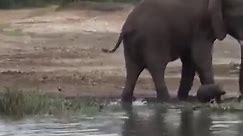 Amazing Footage Of An Angry Bull Elephant In Musth Getting Blocked By Hippos