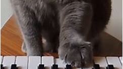 Verizon - Now even the iPhone that indulged you in 🎹🐈vids...
