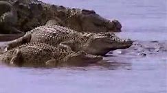 Gustave - The Giant Crocodile of Burundi
