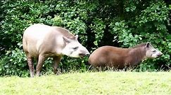 Gaiazoo - Braziliaanse tapir 2010