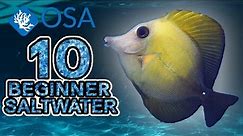 Scopas Tang - 10 Beginner Saltwater Fish