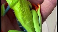 Red-Eyed Tree Frog - Nature's Mysterious Beauty