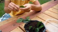 Propagating ZZ Plant (Zamioculcas Zamiifolia) - Leaf Cuttings