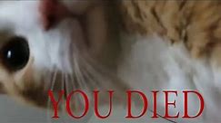 You Died Meme Cat