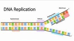 DNA and RNA Replication