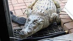 Pet Crocodile - Feeding time for Jilfia (my pet Salty)