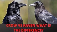What is the Difference Between a Raven and a Crow?