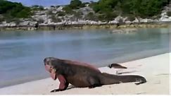 Discovery Channel Wildlife Animals Reptile Documentary