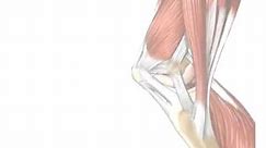 Tendons vs. Ligaments - What's the Difference?