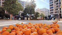 Orange Harvest Valencia - Shaking The Tree Until The Oranges Fall