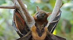The Fascinating World of Fruit Bats (Megabats)