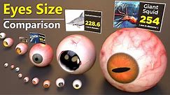 Eye Size Comparison | Monster Eyes size comparison