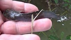 Catfish (Clarias batrachus) Farm update #1, Cannibalistic fish?