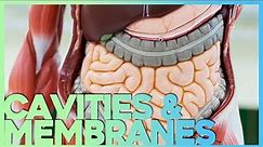 Body Cavities and Serous Membranes | Corporis