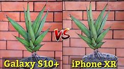 Samsung Galaxy S10 Plus VS iPhone XR Camera Comparison, Which is Better Camera, Camera Review,