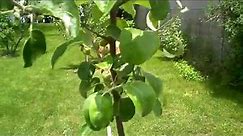 Fruiting Young Cortland Apple Tree, Late June 2013 (Part 1 of 2)