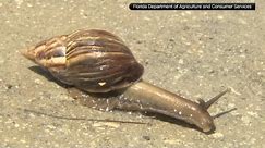 Giant African land snails send south FL neighborhoods into quarantine