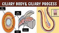 Uveal Anatomy | Ciliary body | Ciliary process ultrastructure