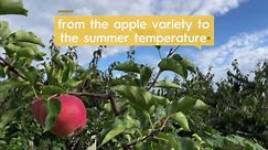 Your Guide to Apple Picking Season, Plus 7 Must-Know Apple Harvesting Tips