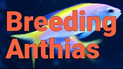 How to Breed Marcia's Anthias, a Colorful Coral Reef Fish