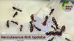 Camponotus herculeanus | Time To Move Nest