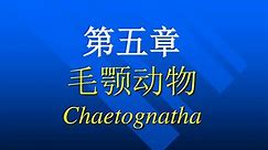 PPT - 第五章 毛颚动物 Chaetognatha PowerPoint Presentation, free download - ID:4261464