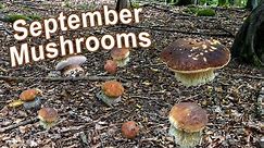 Mushroom Hunting - September 2022 - Cep | Penny Bun | King bolete | Boletus edulis | Funghi Porcini