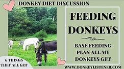 Feeding Donkeys {6 Things ALL my Donkeys get Fed} Base Feeding Plan for Donkeys