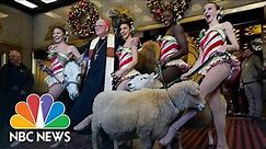 Cardinal Dolan Blesses Animals From Radio City Christmas Spectacular