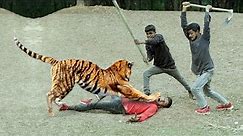 Tiger Escapes Enclosure: One Man Pays with His Life