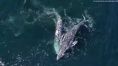 Killer whales caught on camera attacking gray whales: See the shocking video