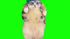 Cat Dances to Girlfriend | Green Screen #cat #catmeme #dance #memes #viral #fyp