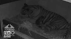 Toledo Zoo celebrates the birth of twin Amur tiger cubs