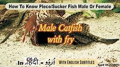 How to know pleco/sucker fish male or female differences Hindi Urdu English sub #plecofishmalefemale