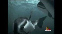 Colassal Megalodon Shark Vs Sperm whales- Clash of the Titans