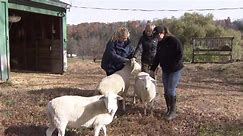 NY animal sanctuary owner considered about safe haven's future