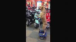 Dog rides Hoverboard! CRAZY!