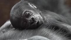 Critically endangered baby gorilla born at zoo in Prague