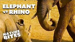 Why are Elephants Killing Rhinos? | Nature Bites