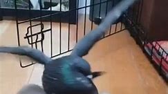 Pigeon Excitedly Flutters Wings While Playing With Toy Duck