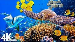 [NEW] 3 HOURS Stunning of 4K Underwater Wonders + Relaxing Music | Coral Reefs & Colorful Sea Life