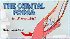 The Cubital Fossa