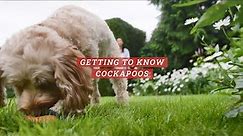 All About Pets | Getting to know... Cockapoos!