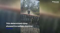 Terrified tourists in safari jeep chased by aggressive rhino